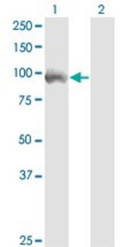 Monoclonal Anti-ZKSCAN5 antibody produced in