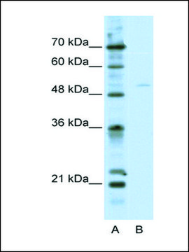 Anti-TFEB antibody produced in rabbit