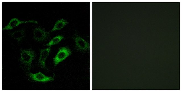 Anti-PTGDR antibody produced in rabbit