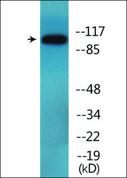 Anti-phospho-DDR1 (pTyr?¹³) antibody produced in