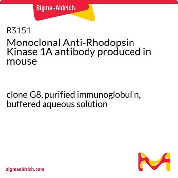Monoclonal Anti-Rhodopsin Kinase 1A antibody
