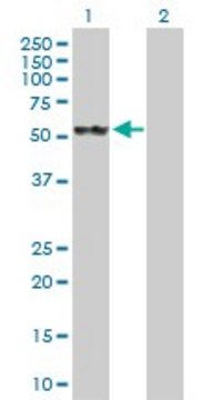 Anti-HSPA13 antibody produced in rabbit
