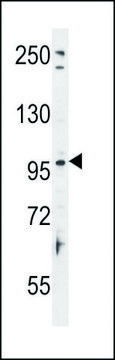 ANTI-TAS1R2 (C-TERM) antibody produced in