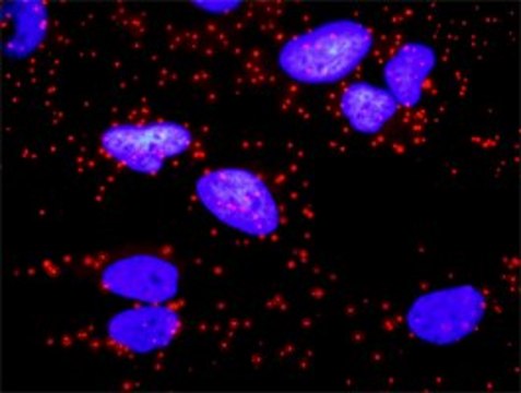 Anti-CD247 antibody produced in rabbit