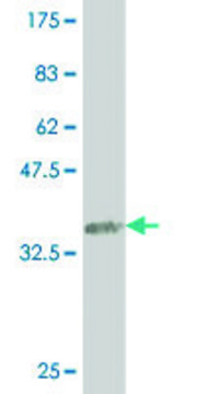 ANTI-SMAD4 antibody produced in mouse