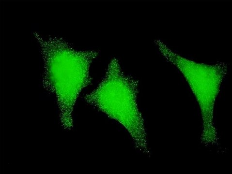 ANTI-STAU1 antibody produced in mouse