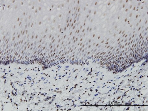 Monoclonal Anti-PTF1A antibody produced in