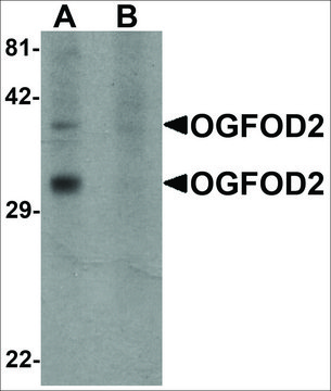 Anti-OGFOD2 antibody produced in rabbit
