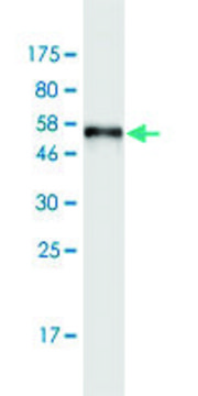 Monoclonal Anti-SULT1A3 antibody produced in