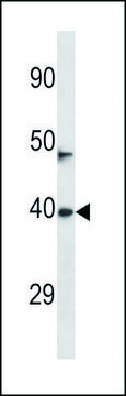 ANTI-NEURL3 (C-TERM) antibody produced in