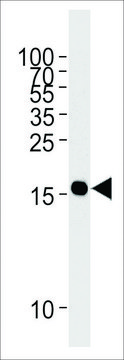 ANTI-GMFG antibody produced in mouse