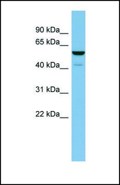 Anti-LAP3, (N-terminal) antibody produced in