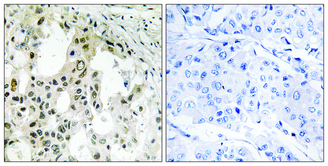 Anti-EIF3D antibody produced in rabbit