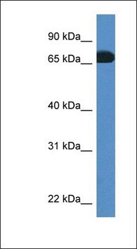 Anti-PROS1 antibody produced in rabbit