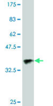 Monoclonal Anti-GSTO1 antibody produced in