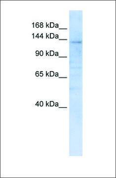 Anti-IMPG2 antibody produced in rabbit