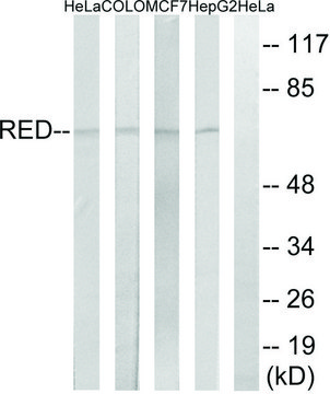 Anti-RED antibody produced in rabbit
