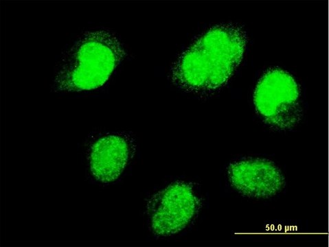 ANTI-PAX7 antibody produced in mouse