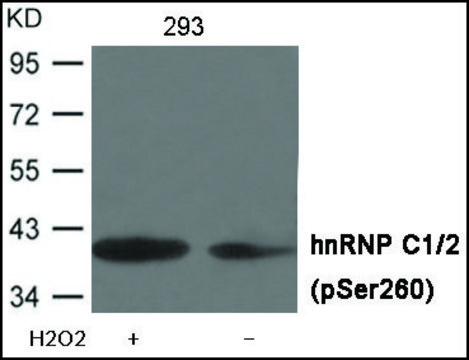 Anti-phospho-hnRNP C1/2 (pSer²??) antibody produced