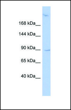 Anti-OSBPL3, (N-terminal) antibody produced in