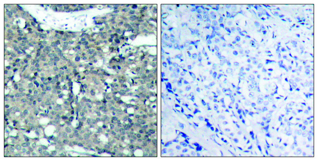 Anti-Paxillin antibody produced in rabbit