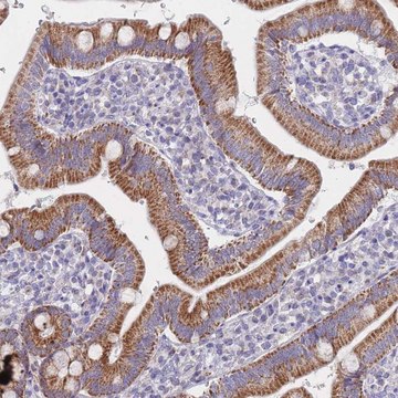 Anti-MRPS14 antibody produced in rabbit