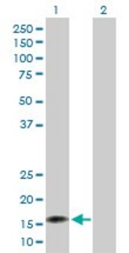 Anti-NUDT2 antibody produced in rabbit