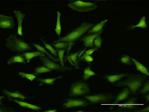 Anti-NLRP2 antibody produced in rabbit