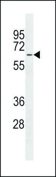 ANTI-MFSD4 (CENTER) antibody produced in