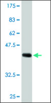 Monoclonal Anti-ARIH2 antibody produced in