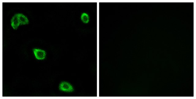 Anti-OR10K1 antibody produced in rabbit