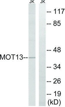Anti-MOT13 antibody produced in rabbit