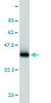 Monoclonal Anti-RAB8A antibody produced in