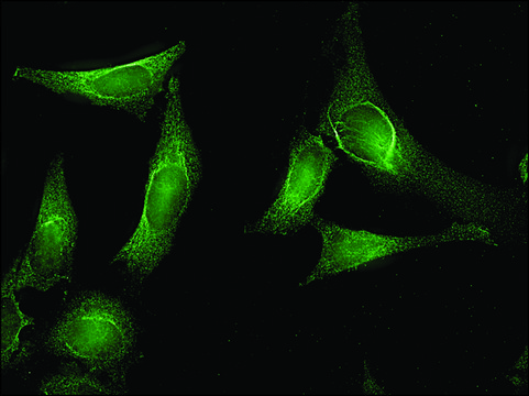 Monoclonal Anti-AHSA1 antibody produced in