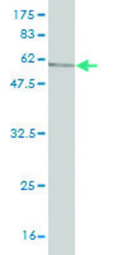 Monoclonal Anti-SGOL1 antibody produced in