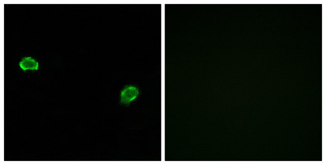 Anti-OR5M3 antibody produced in rabbit