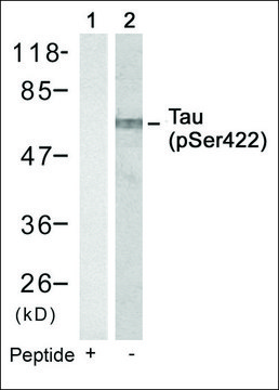 Anti-phospho-MAPT (pSer?²²) antibody produced in