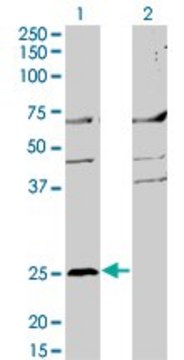 Monoclonal Anti-MS4A2 antibody produced in