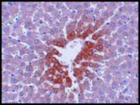 Anti-JMJD7 antibody produced in rabbit