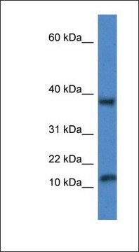 Anti-VAMP1 antibody produced in rabbit