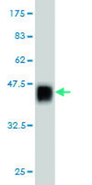 ANTI-ZNF41 antibody produced in mouse