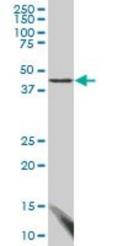 Monoclonal Anti-FBLIM1, (C-terminal) antibody produced