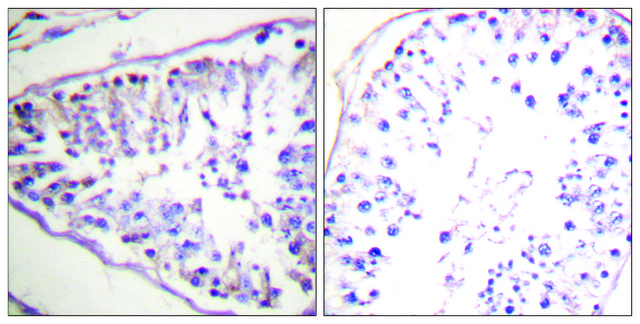 Anti-HSL antibody produced in rabbit