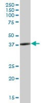 Anti-SH3GL3 antibody produced in mouse