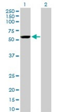 Monoclonal Anti-YES1 antibody produced in