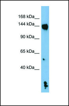 Anti-NLRP1, (N-terminal) antibody produced in