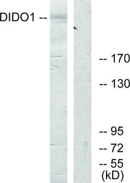 Anti-DIDO1 antibody produced in rabbit