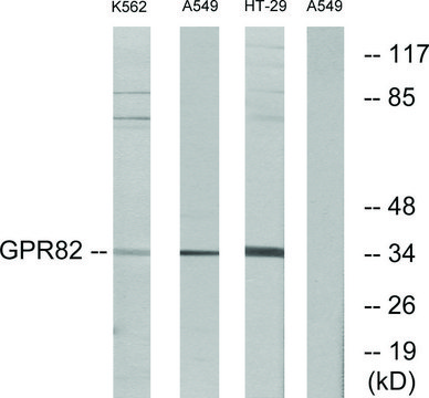 Anti-GPR82 antibody produced in rabbit