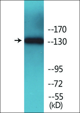 Anti-phospho-IRS-1 (pSer?¹²? antibody produced in