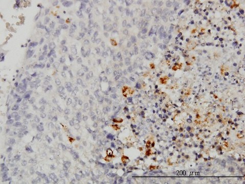 Monoclonal Anti-CASP1 antibody produced in